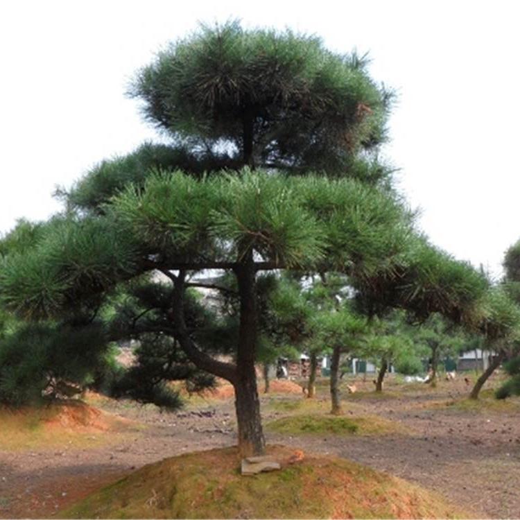 罗汉松树造型