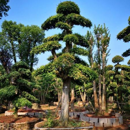 西安造型榆树